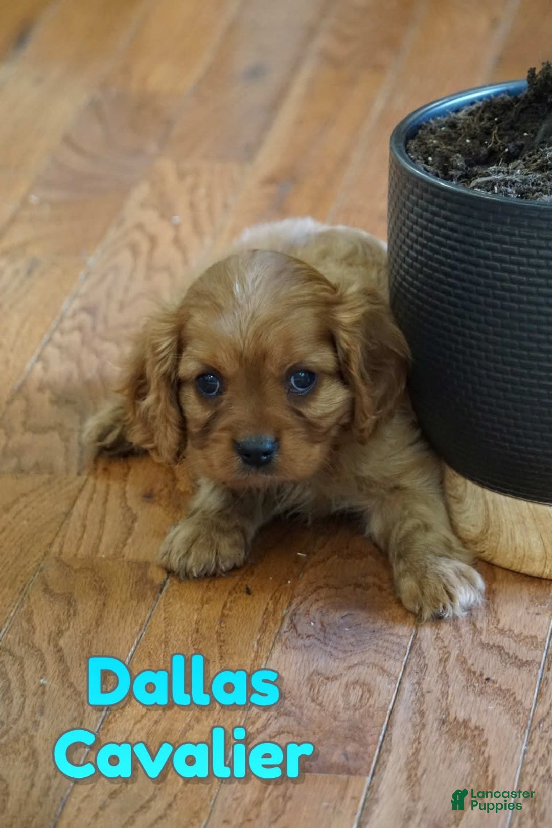Cavalier King Charles Spaniel dogs for sale: Dallas - Image 1