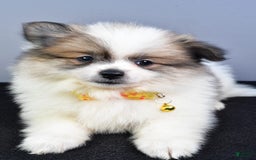 Pomeranian dogs for sale: Pomeranian 5 puppies - Image 28