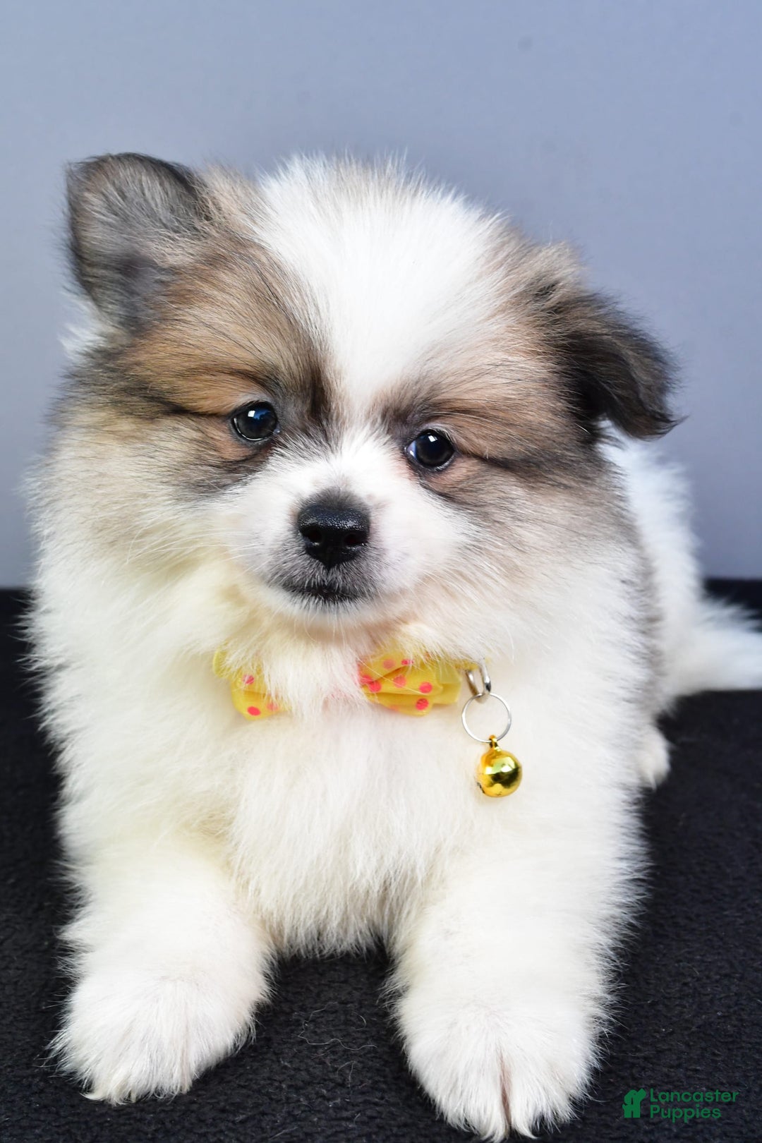 Pomeranian dogs for sale: Pomeranian 5 puppies - Image 28