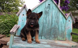 German Shepherd dogs for sale: Bruno - Image 1