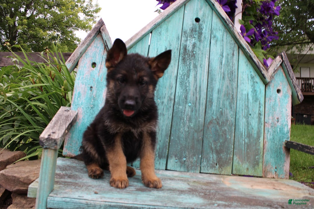 German Shepherd dogs for sale: Bruno - Image 1