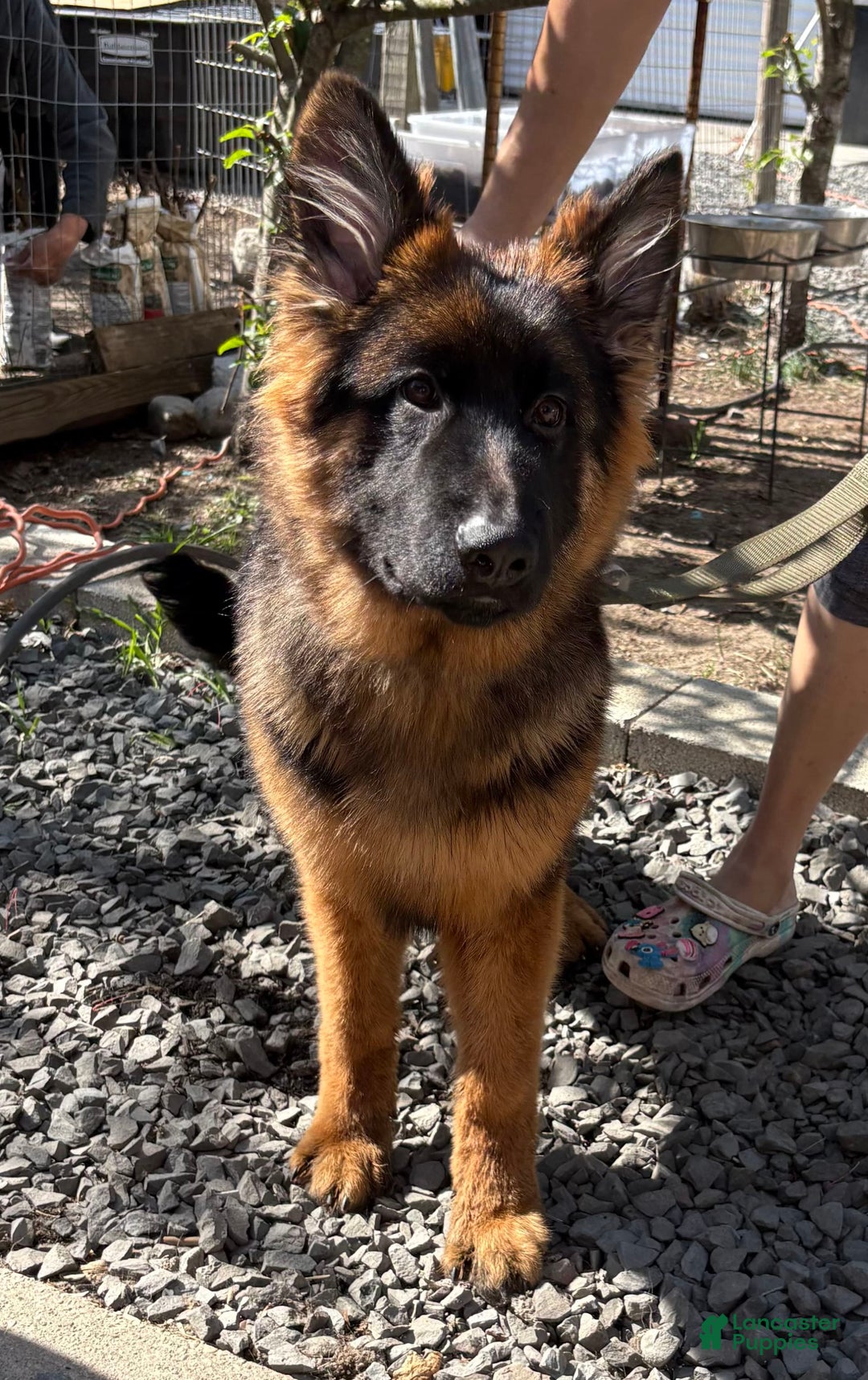 German Shepherd dogs for sale: Branch - Image 1