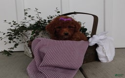Miniature Poodle dogs for sale: Tilly - Image 3
