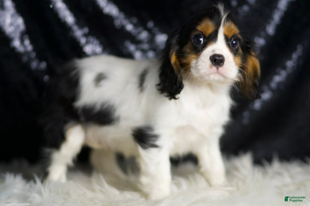 Cavalier King Charles Spaniel dogs for sale: Parker - Image 2