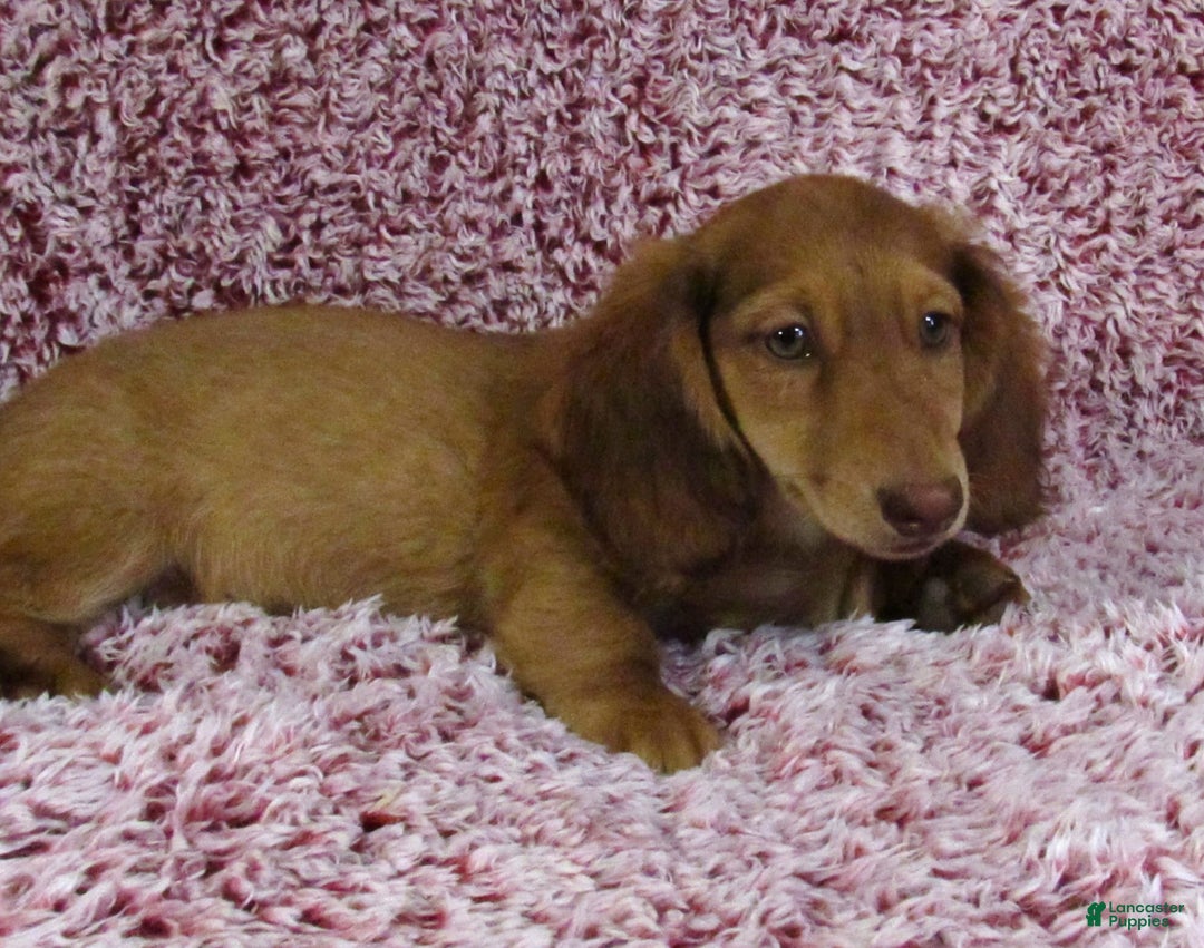 Miniature Dachshund dogs for sale: Odie -akc - Image 1