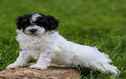 Miniature Poodle dogs for sale: Bentley - Image 2