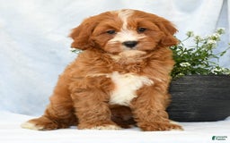 Cavapoo dogs for sale: Peanut - Image 3