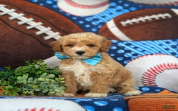Bichpoo dogs for sale: Jedd - Image 3