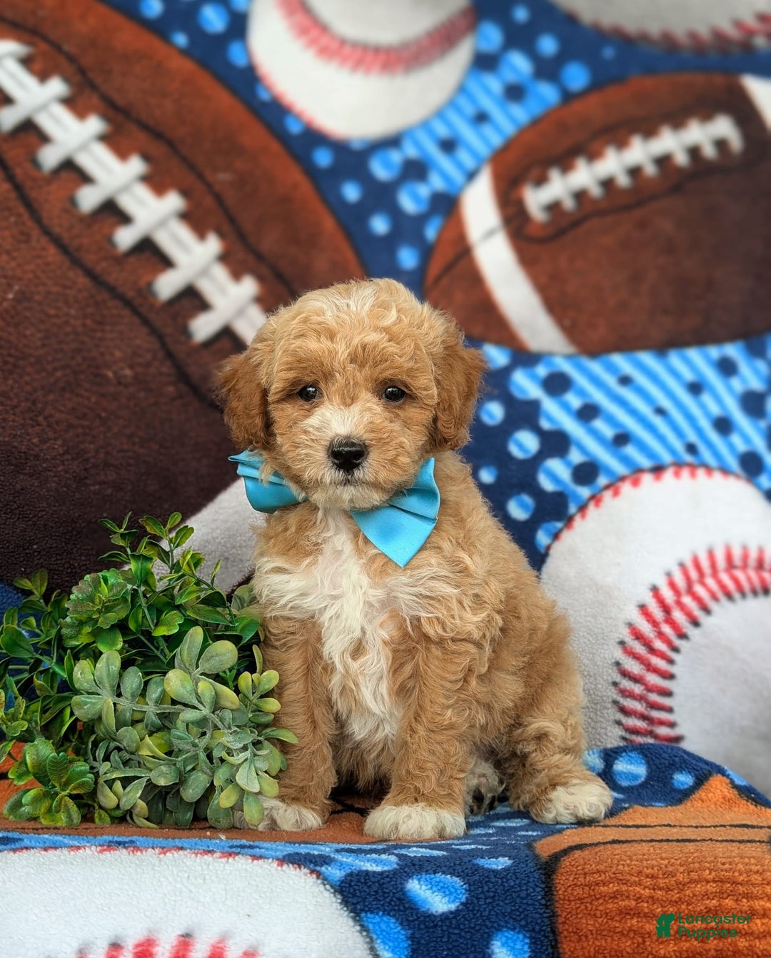 Bichpoo dogs for sale: Jedd - Image 3