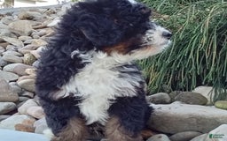 Mini Bernedoodle dogs for sale: Rambo - Image 11