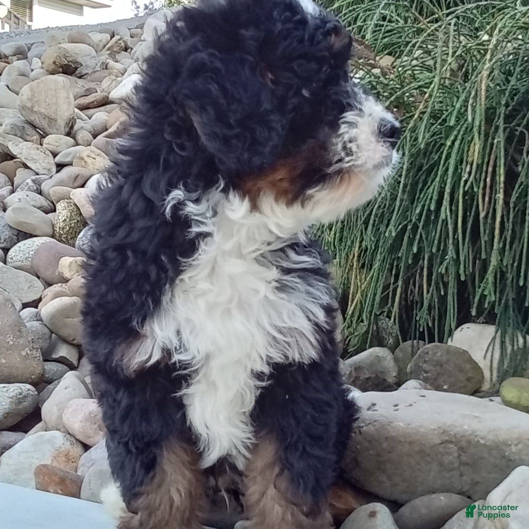 Mini Bernedoodle dogs for sale: Rambo - Image 11