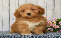 Havapoo dogs for sale: Asher - Image 3