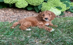 Mini Goldendoodle dogs for sale: Buddy - Image 3