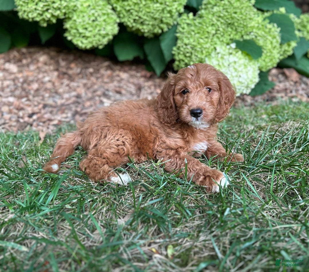 Mini Goldendoodle dogs for sale: Buddy - Image 3