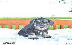 Miniature Schnauzer dogs for sale: Hellen Champion Blood - Image 10