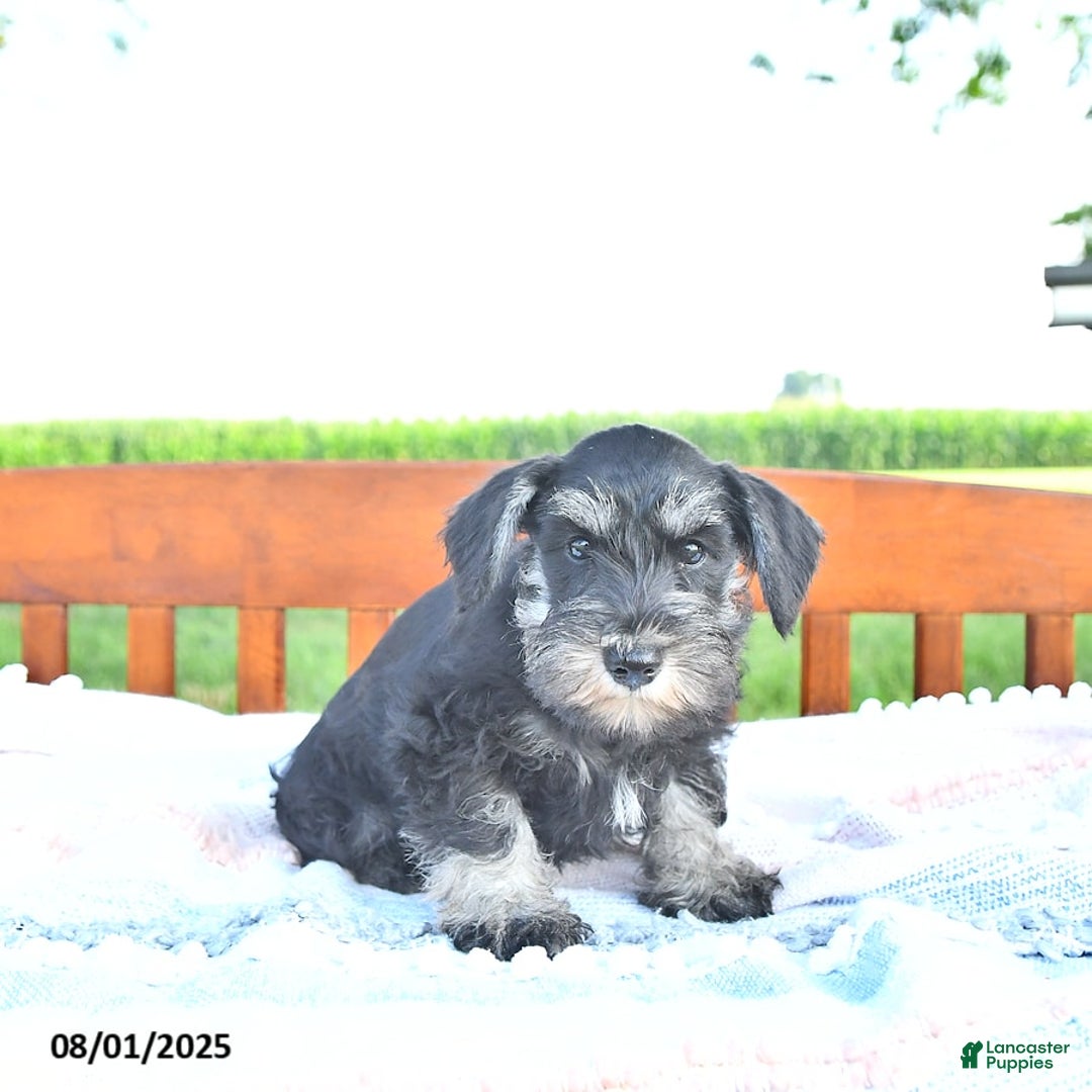 Miniature Schnauzer dogs for sale: Hellen Champion Blood - Image 10