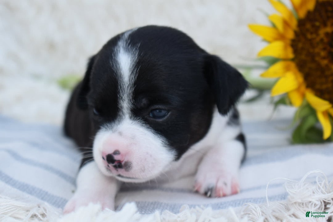 Chihuahua dogs for sale: Nord - Image 7