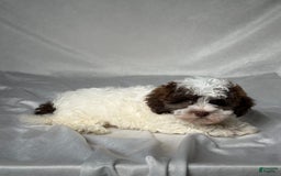 Havapoo dogs for sale: Luna - Image 3