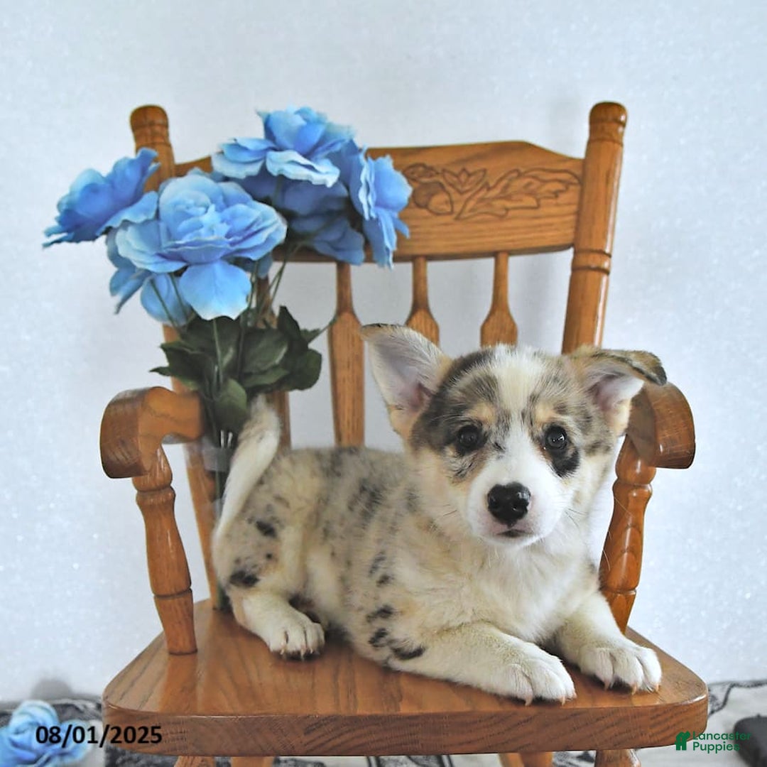 American Eskimo dogs for sale: Archie - Image 2