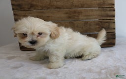 Teddy Bear dogs for sale: Keesha - Image 8