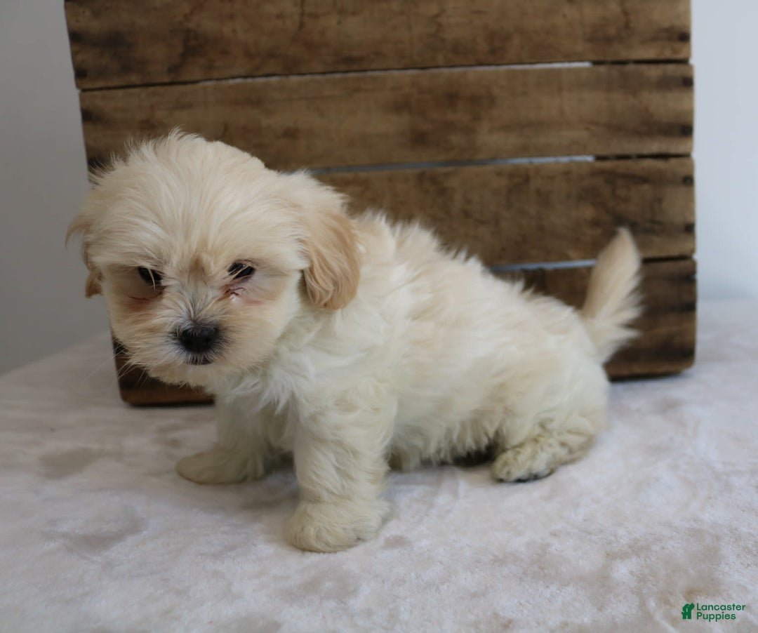 Teddy Bear dogs for sale: Keesha - Image 8