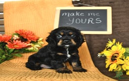 Cocker Spaniel dogs for sale: Pepper - Image 3