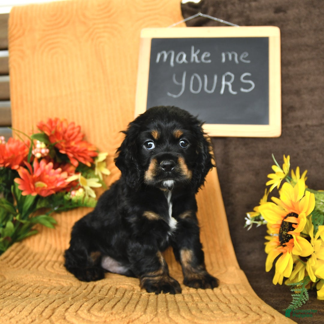Cocker Spaniel dogs for sale: Pepper - Image 3