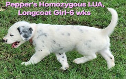 Dalmatian dogs for sale: Peppers Pink Girl - Image 25