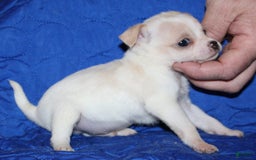 Chihuahua dogs for sale: Ivar - Image 1
