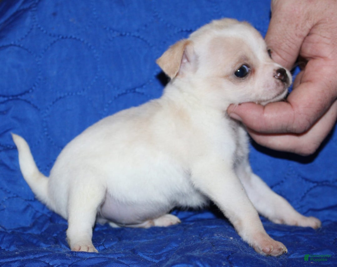 Chihuahua dogs for sale: Ivar - Image 1