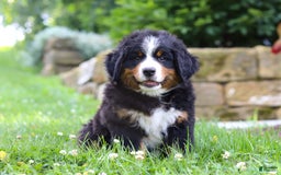 Bernese Mountain Dog dogs for sale: Champ - Image 1