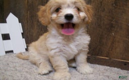 Cavachon dogs for sale: Dexter - Image 12