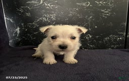 West Highland Terrier dogs for sale: Chester - Image 4