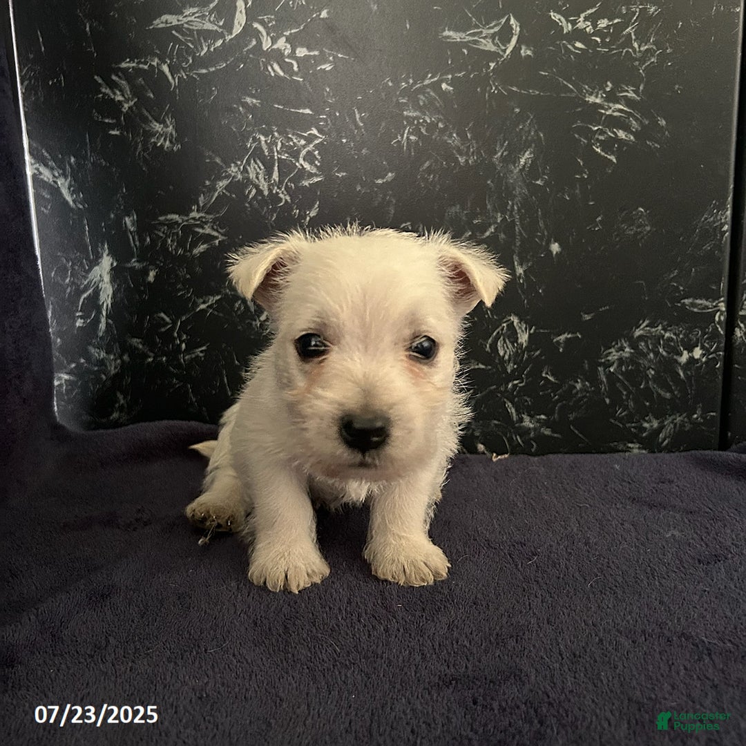 West Highland Terrier dogs for sale: Chester - Image 4