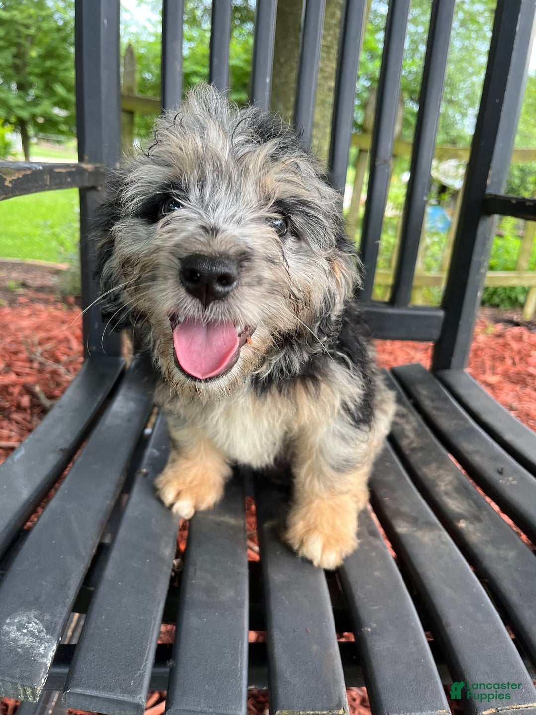 Mini Aussiedoodle dogs for sale: Tulip - Image 15