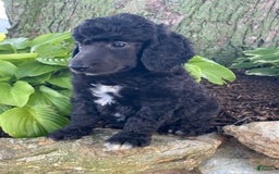 Standard Poodle dogs for sale: Roman - Image 2