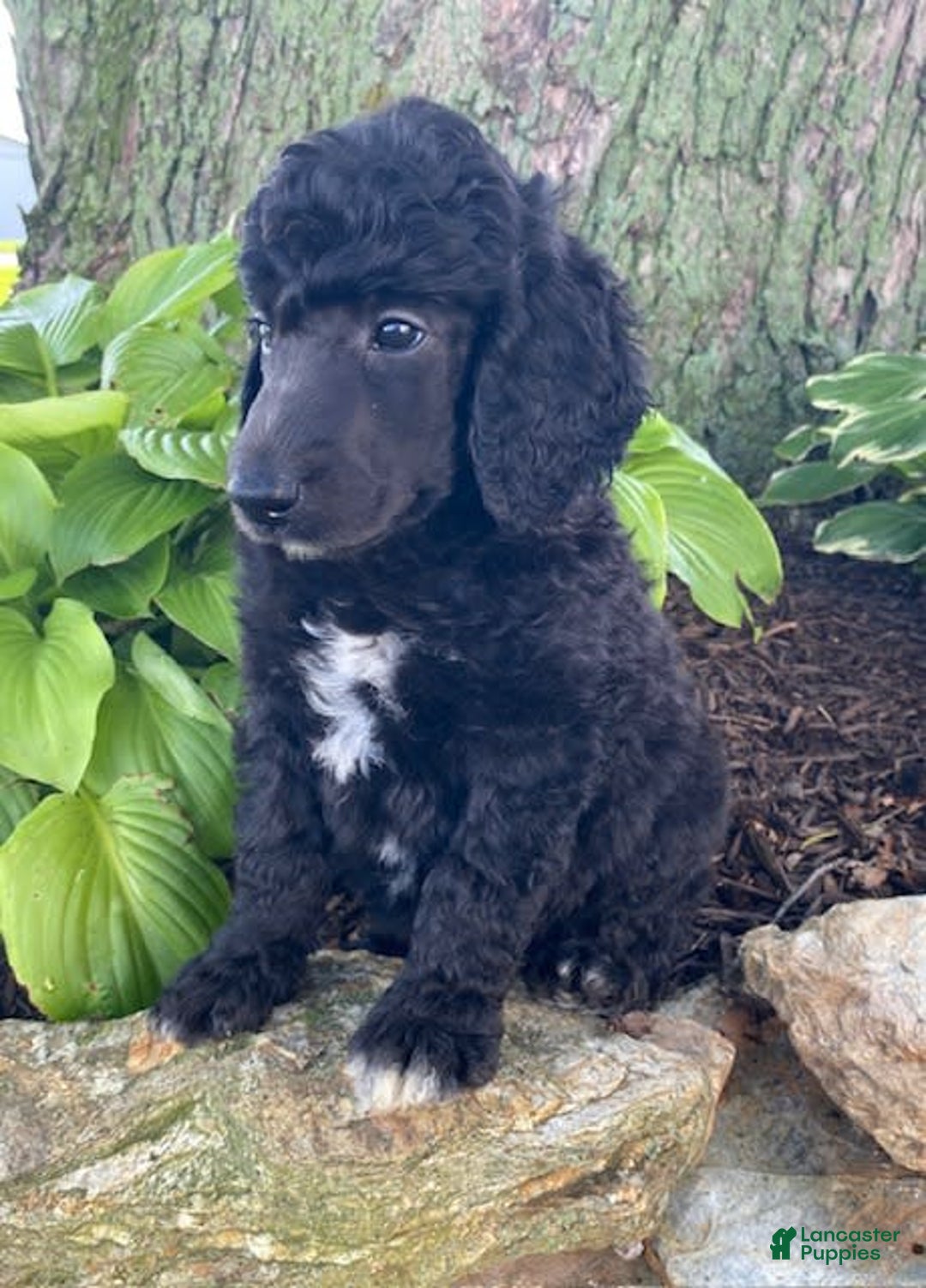 Standard Poodle dogs for sale: Roman - Image 2