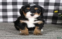 Mini Bernedoodle dogs for sale: Buddy - Image 9