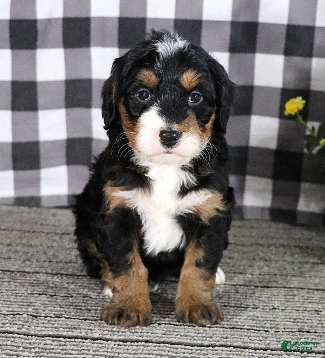 Mini Bernedoodle dogs for sale: Buddy - Image 9