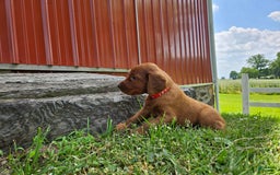 Irish Setter dogs for sale: Rover - Image 2