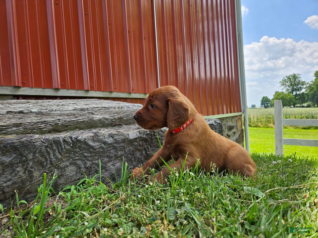 Irish Setter dogs for sale: Rover - Image 2