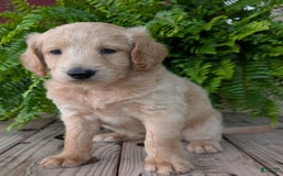 Goldendoodle dogs for sale: Bella - Image 5