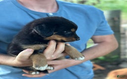 Golden Retriever dogs for sale: Female 4 - Image 2