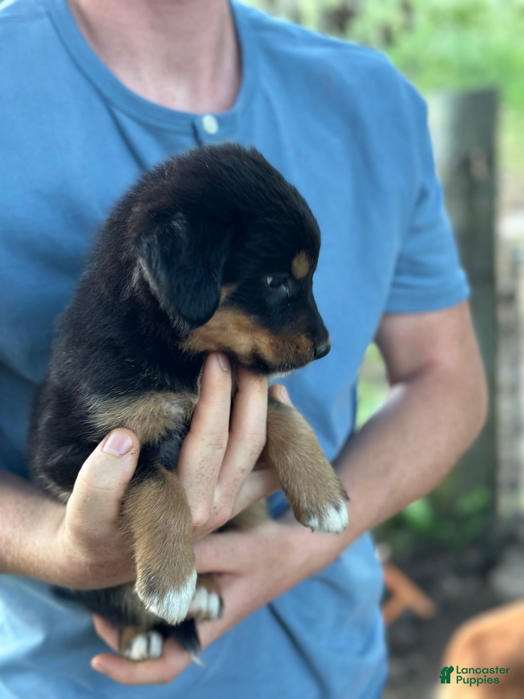 Golden Retriever dogs for sale: Female 4 - Image 2