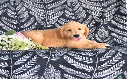 Golden Retriever dogs for sale: Dixie - Image 2