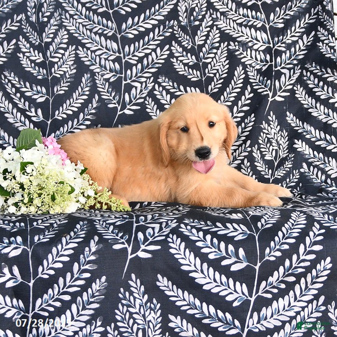 Golden Retriever dogs for sale: Dixie - Image 2
