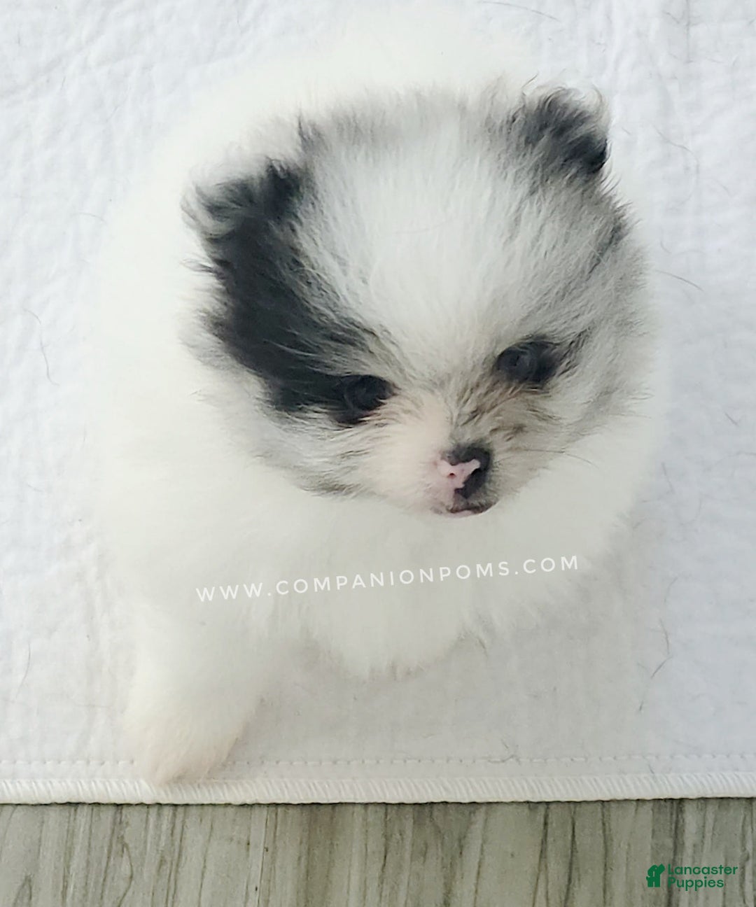 Pomeranian dogs for sale: Blue Eye - Blue Merle - Extreme Parti - Image 9