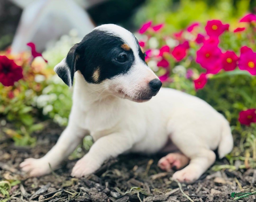 Jack Russell Terrier dogs for sale: Lacey - Image 4