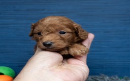 Cavapoo dogs for sale: Dakota - Image 10