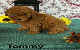 Toy Poodle dogs for sale: Tommy - Image 2